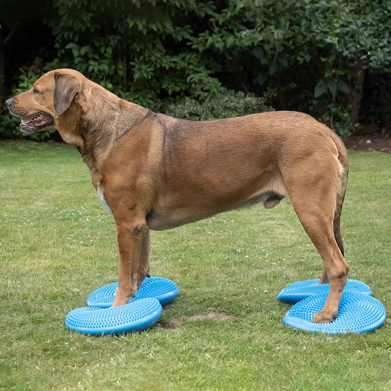バランスの取れた空飛ぶ円盤,ペット,犬のトレーニング,フィッ - Flying Disc Dog Training Toy のレビューと価格